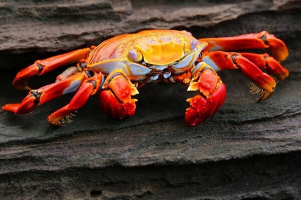 crabnibbie