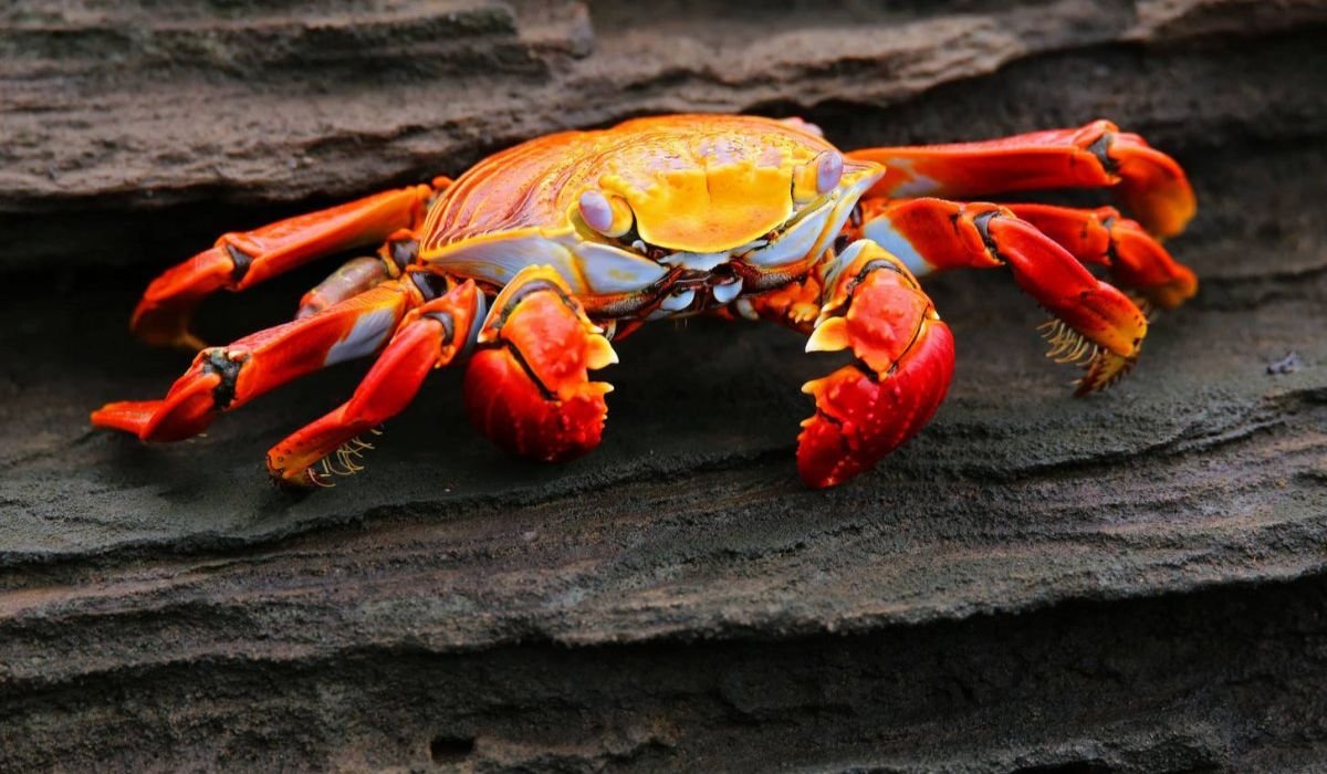 crabnibbie